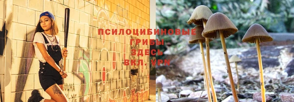 прущие грибы Вязники